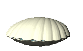clam